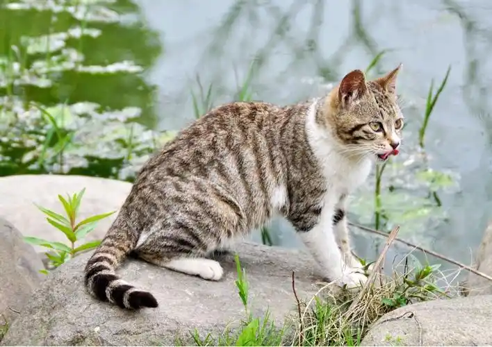 主题:既然已经有了几个家猫贴,那么来战战路遇的真·小野猫吧[126]