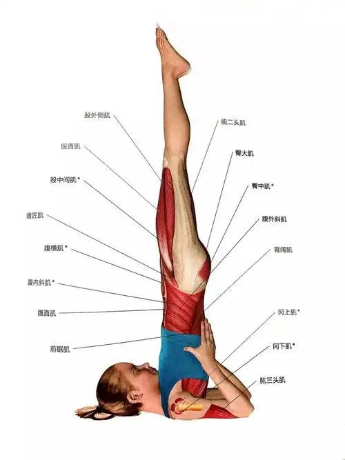 干货│真正的肩倒立式你练对了吗