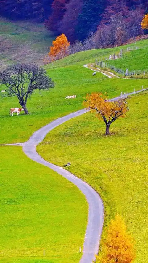 乡间小路图片素材大全 乡间小路图片 风景图片