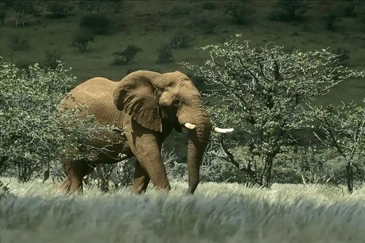 大象_生活_族群