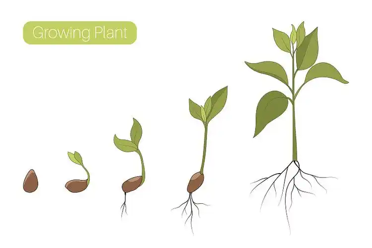 植物生长期分期平坦图片