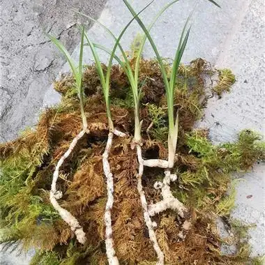 精品莲瓣兰4苗详情见图