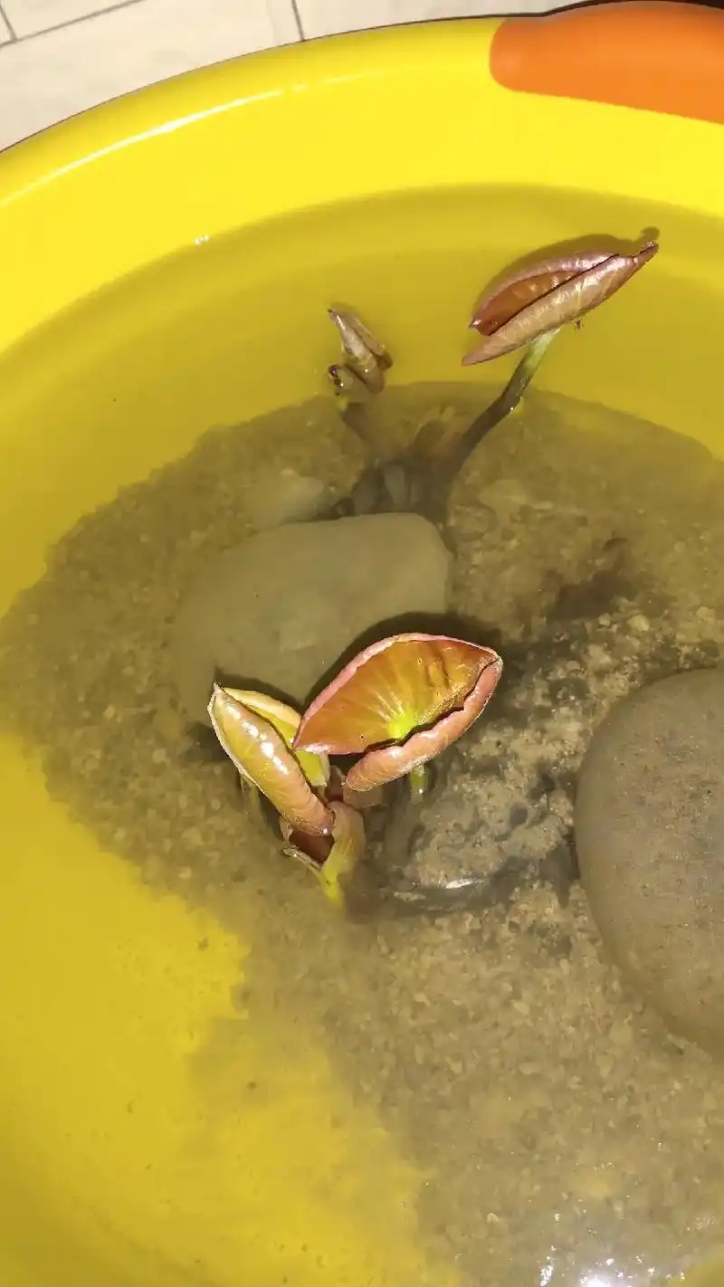 我养的睡莲发芽了#水培植物 #睡莲 - 抖音