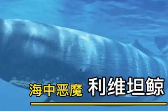 (利维坦鲸/巨型乌贼/沧龙/梅尔维尔鲸)_奇趣解密网