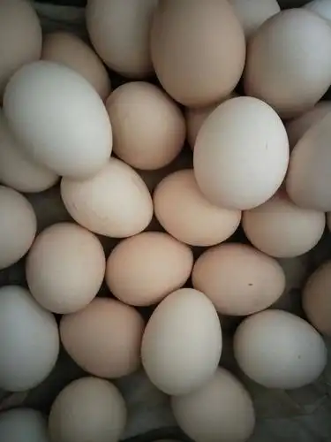 土鸡蛋 食用 箱装