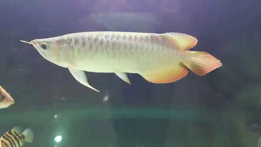 第三次亮相 - 龙鱼玩家 - 龙鱼之巅