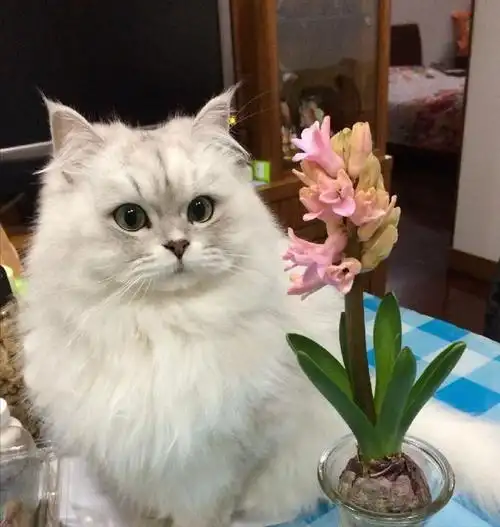 "金吉拉猫"有几种颜色?