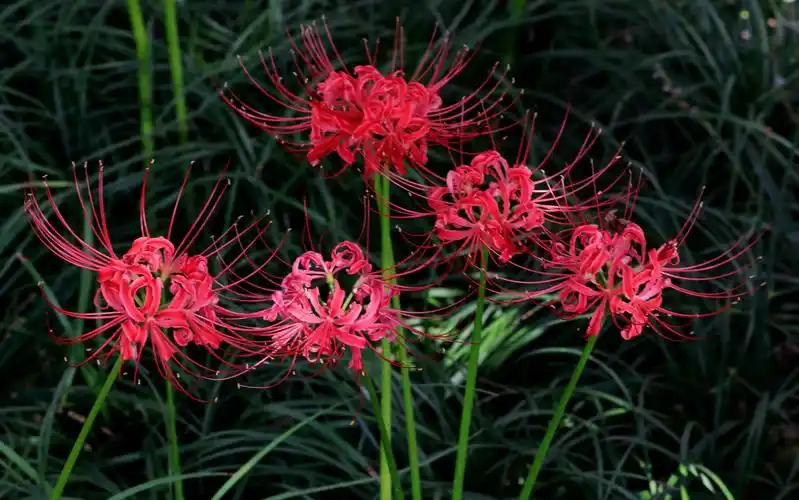 《石蒜花____彼岸花》严焕文图/文.2020.9.17.