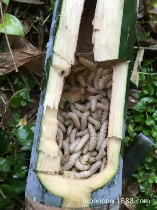 长期批发 竹虫 竹蜂 竹蛆 笋蛆 冷冻竹香虫 竹象虫 昆明银梨冷库
