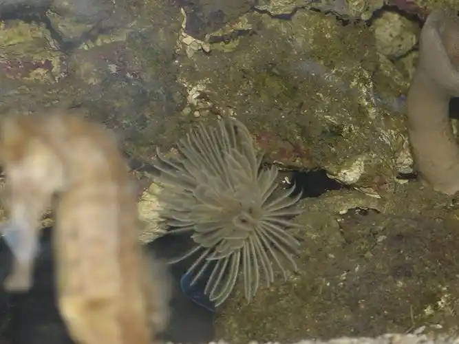 这也让它们看起来很像白茎红花的巨型花朵.管状蠕虫很
