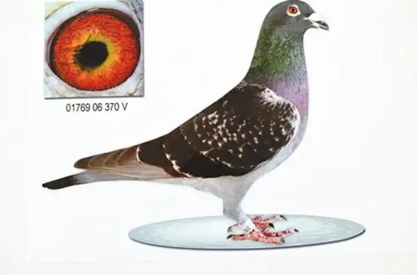 德拉帕原棚_盛发鸽业-中信网爱鸽商城