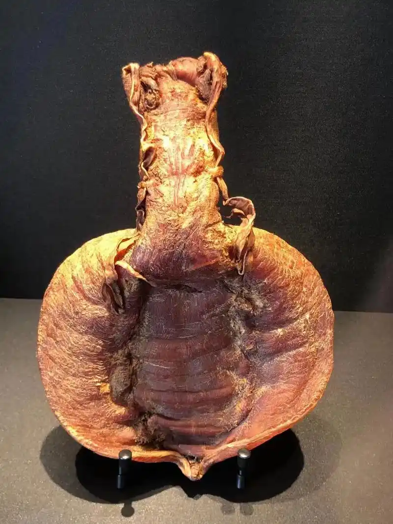 海鲜原产地 金钱鳘鱼胶在众多鱼胶中公认排名第一,号称"鱼胶 - 兑音