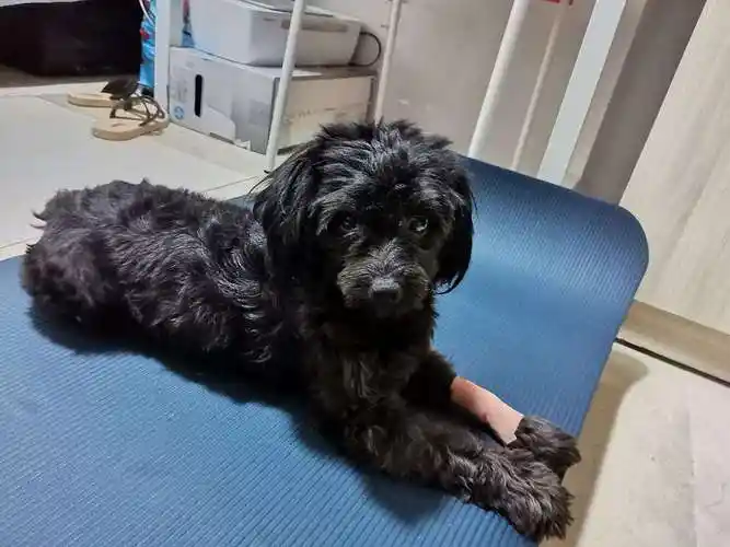 黑色泰迪犬的优缺点有哪些,养黑泰迪的七大缺点