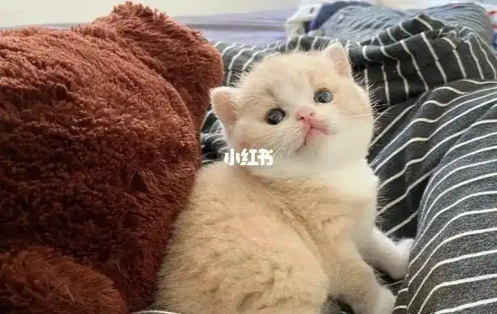 英短乳白短毛猫～等待出窝 太可爱啦7815