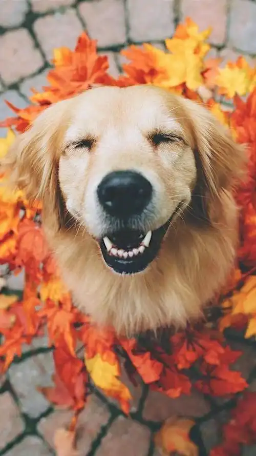 温柔友善大金毛手机壁纸