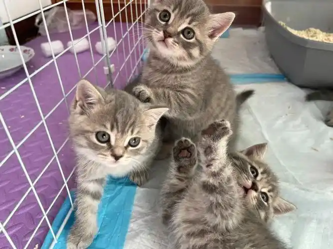 蓝猫和蓝猫生出来了虎斑和茶色