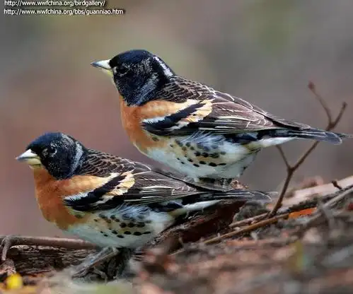 燕雀叫声下载_鸟类网