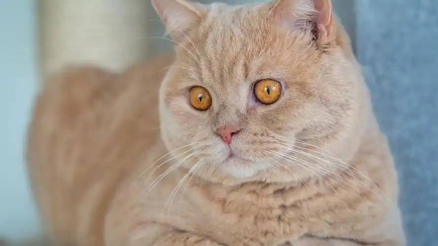 萌萌哒的英国短毛猫壁纸图片