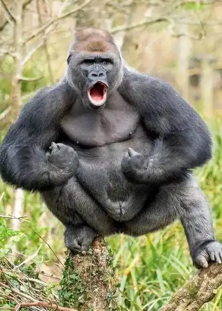 搞笑趣图这里刚才发生了一段悲剧的故事