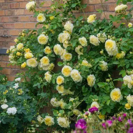 天路朝圣者爬藤花苗藤本植物月季