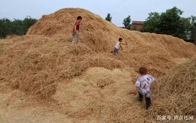 脱粒后的小麦秸秆