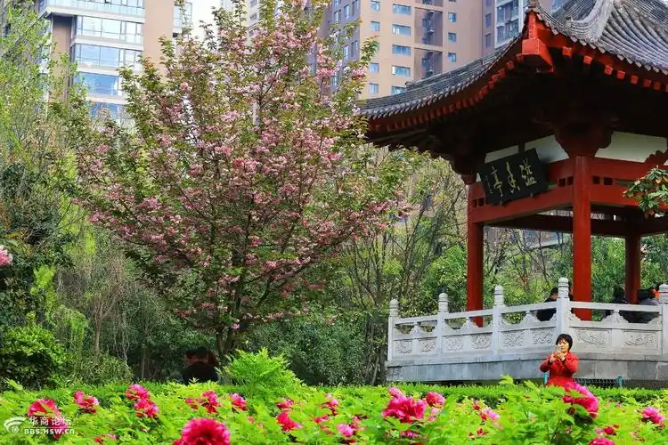 再赏西安牡丹苑的百花之王