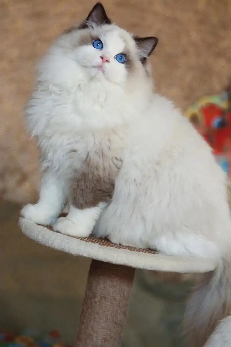 想养仙女猫小布偶的看过来