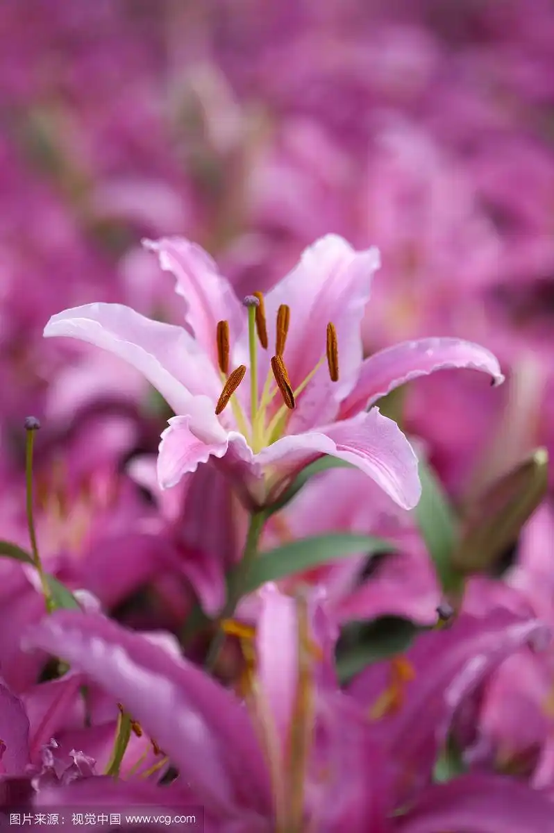 姬百合,百合,花
