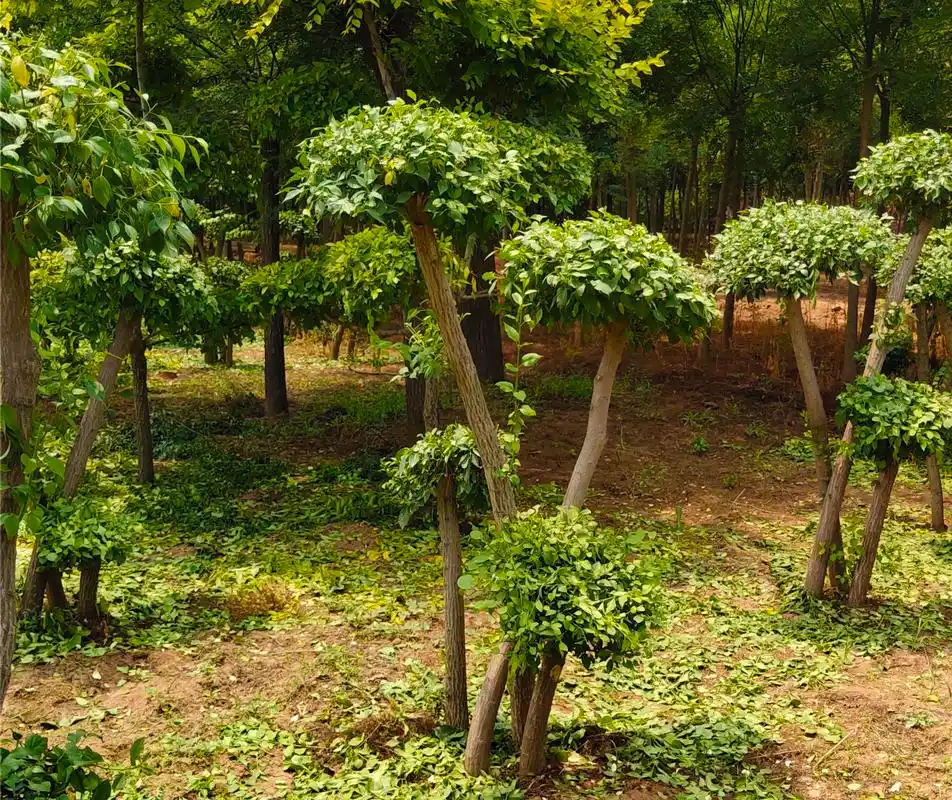 造型丝棉木,又名:造型桃叶卫矛,造型华北卫矛