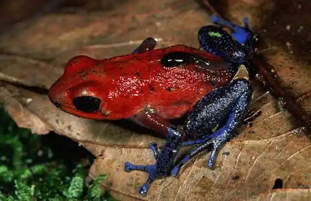 世界十大最毒青蛙第一位一克毒素可以杀死15万人