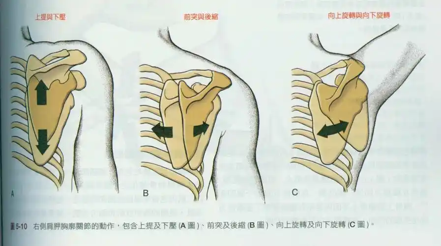 以肩外展180度为例, 孟肱关节负责120～ 130度,肩胛骨外旋50～ 60度.