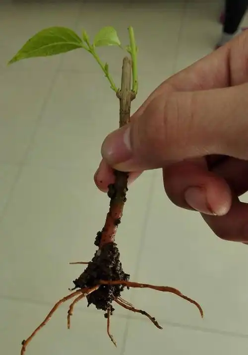 腊梅能扦插吗|成活率不高