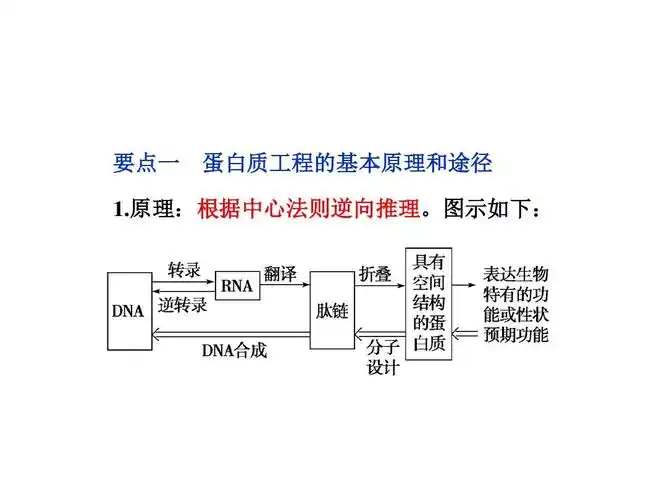 高中生物同步课件:_蛋白质工程的崛起(人教版选修3) 公开课ppt