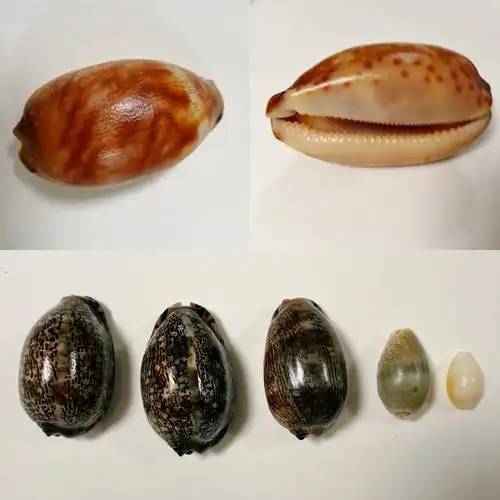 有没有大神知道这些螺都叫什么名字