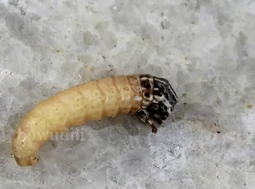 蓑蛾的家·动物星球