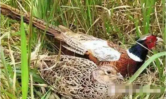 农村的野鸡在什么地方孵蛋,在草里还是芦苇荡里?