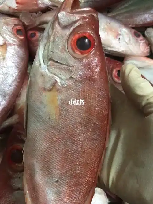 今天的大眼鱼又大又新鲜