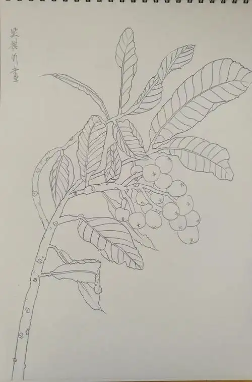 枇杷熟了,可以写生啦