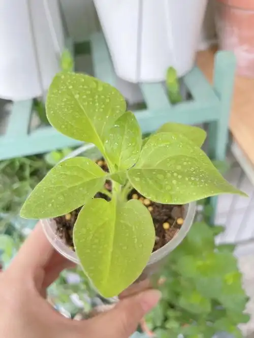 长势很快呀,97发芽率60%买了洋桔梗,千日红,天竺葵,露薇花,矮牵牛有