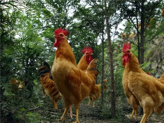 价高味美市场好,阳山鸡的需求高,中期养殖很关键
