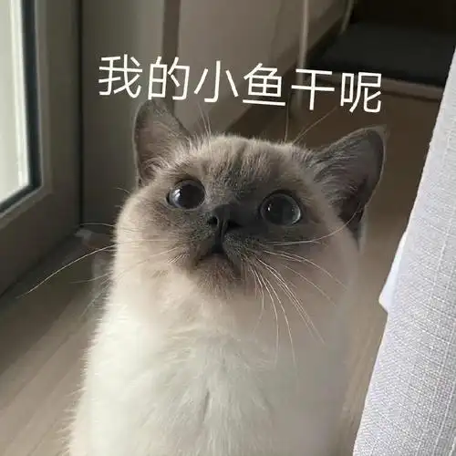 重点色英短表情包分享10