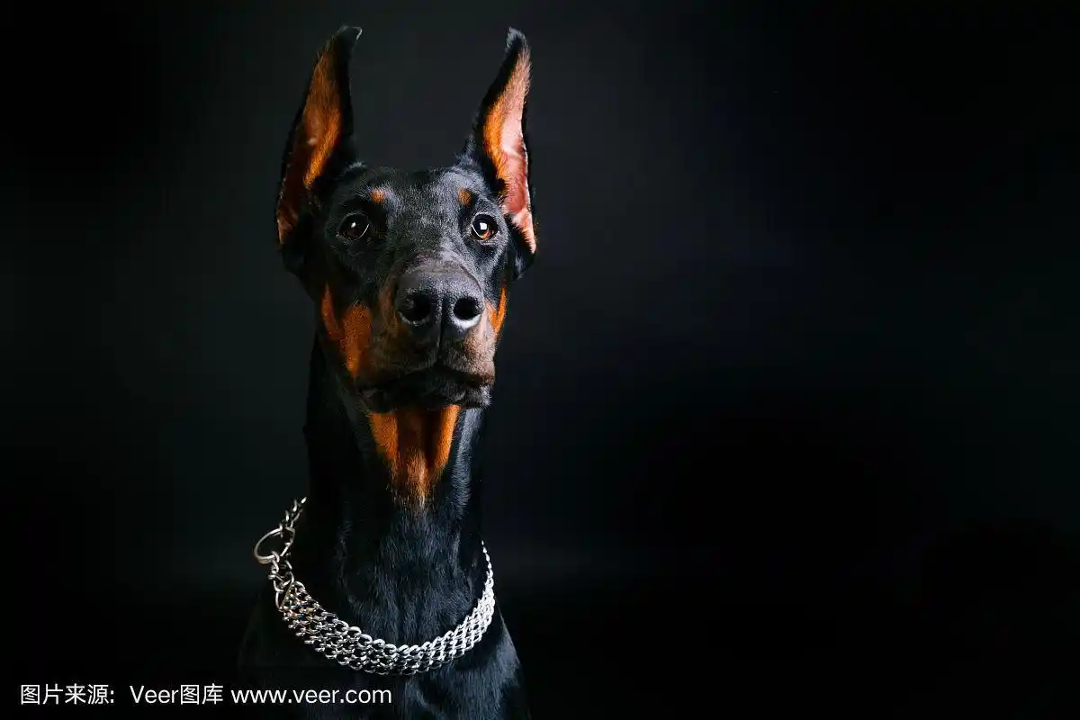 长在黑色背景上的杜宾犬