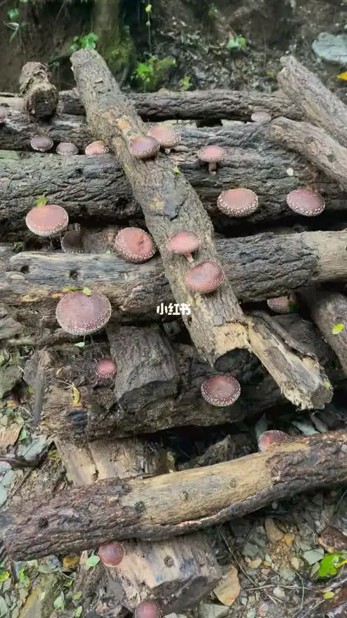 椴木香菇生长的环境煲汤佳品健康安全