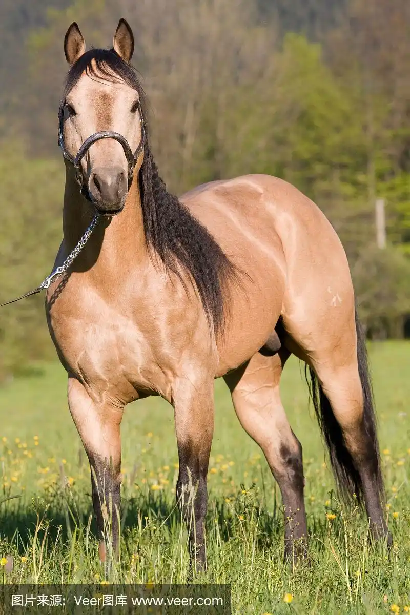 美丽的美国夸特马种马