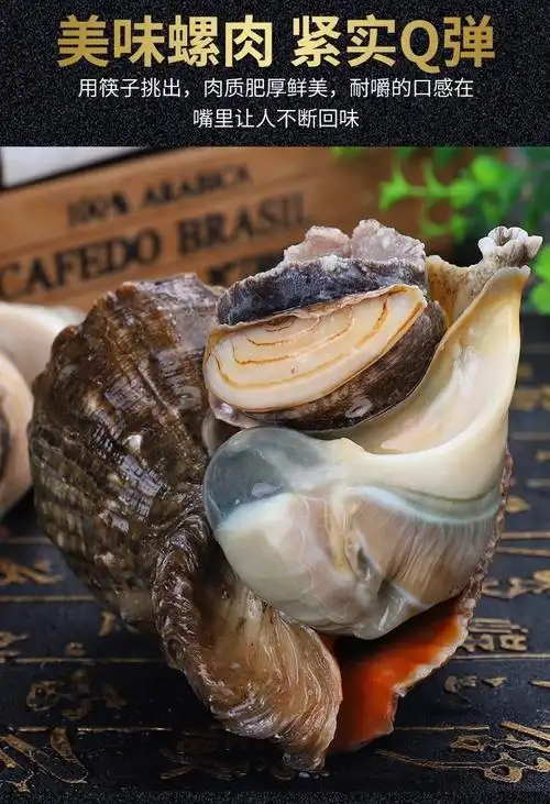 鲜活大海螺超肥特大海螺活物螺类海螺巨大号海鲜水产贝类批发 腾旺纳