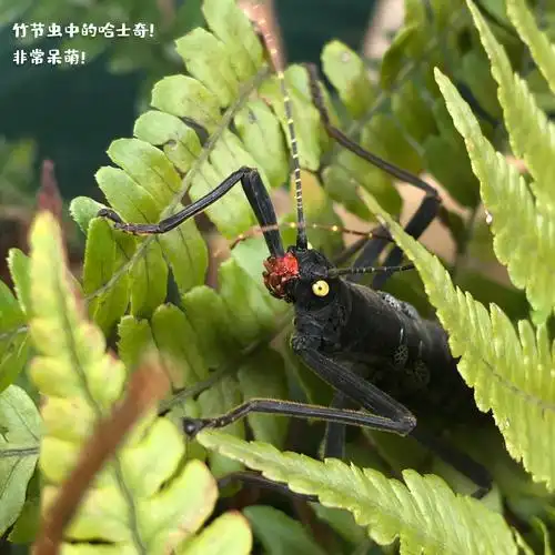 竹节虫牧场秘鲁黑魔鬼竹节虫宠物昆虫哈士奇呆萌温顺科普教学