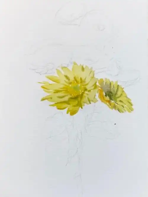 水彩教程花卉写生步骤图零基础水彩