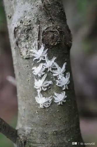 某种广翅蜡蝉 ricanula sp. 的若虫