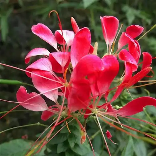 唯美鲜花头像 高清漂亮适合微信头像的花朵图片唯美_植物头像_头像屋