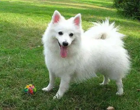 银狐犬多少钱一只 精灵一样的狗狗谁不爱!